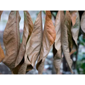 Fresh Dry Mango Leaves